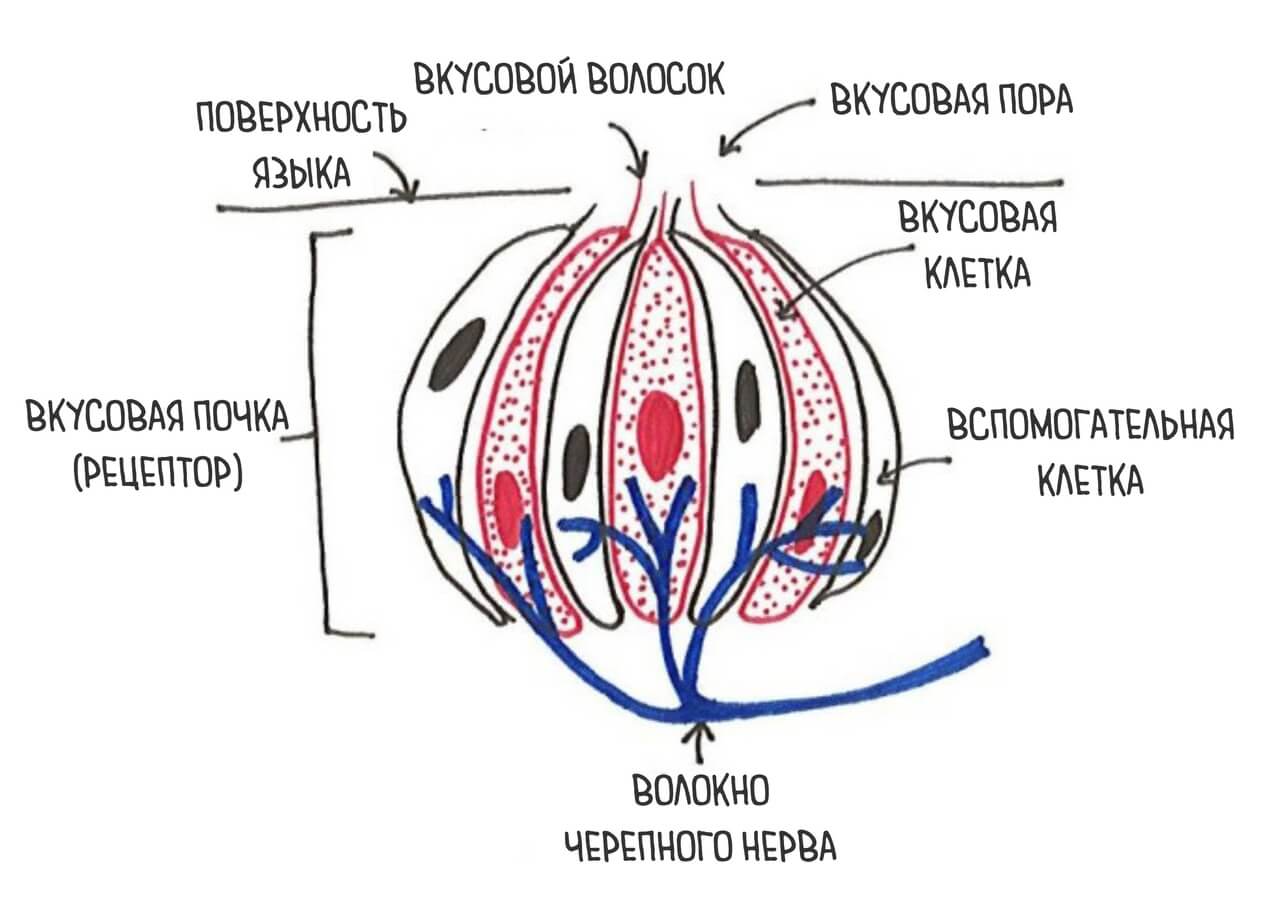 anatomia3ru
