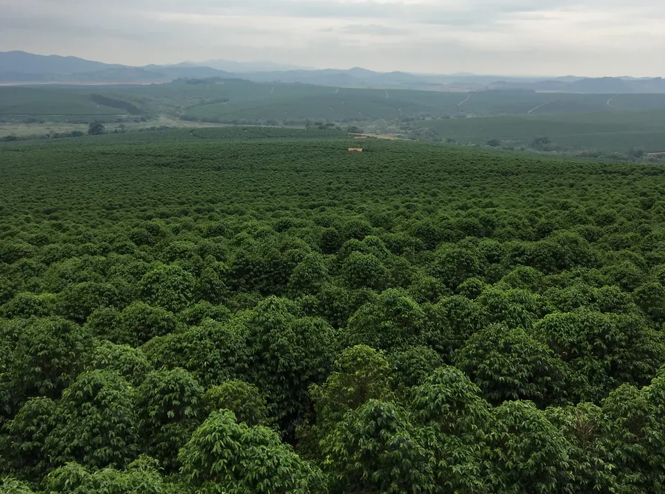 Воздействие изменения климата на экосистемы кофеиного растения